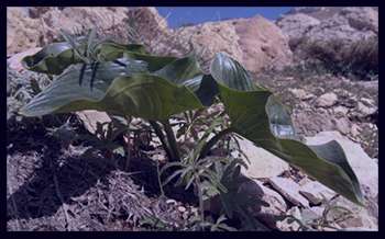 بالاخره واردات بالاخره واردات