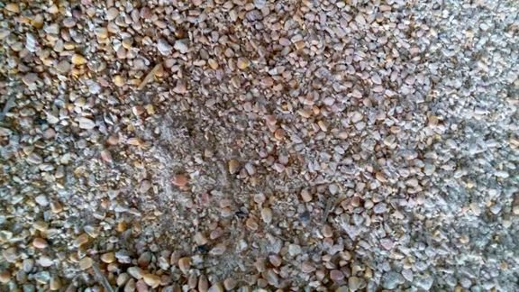 بازی جدید سودجویان درعرضه نهاده‌های دامی/ نیمه پنهان جابه‌جایی سودهای کلان