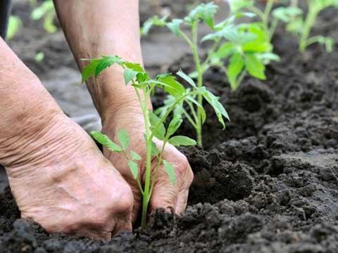 یک محکوم به کاشت ۲۰ اصله نهال مکلف شد یک محکوم به کاشت ۲۰ اصله نهال مکلف شد