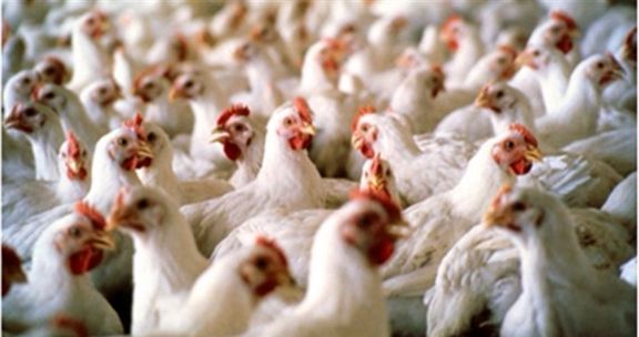 تصمیمات یک شبه وزارت صمت به تولید مرغ رسید/ خطر افزایش قیمت و کاهش تولید مرغ!