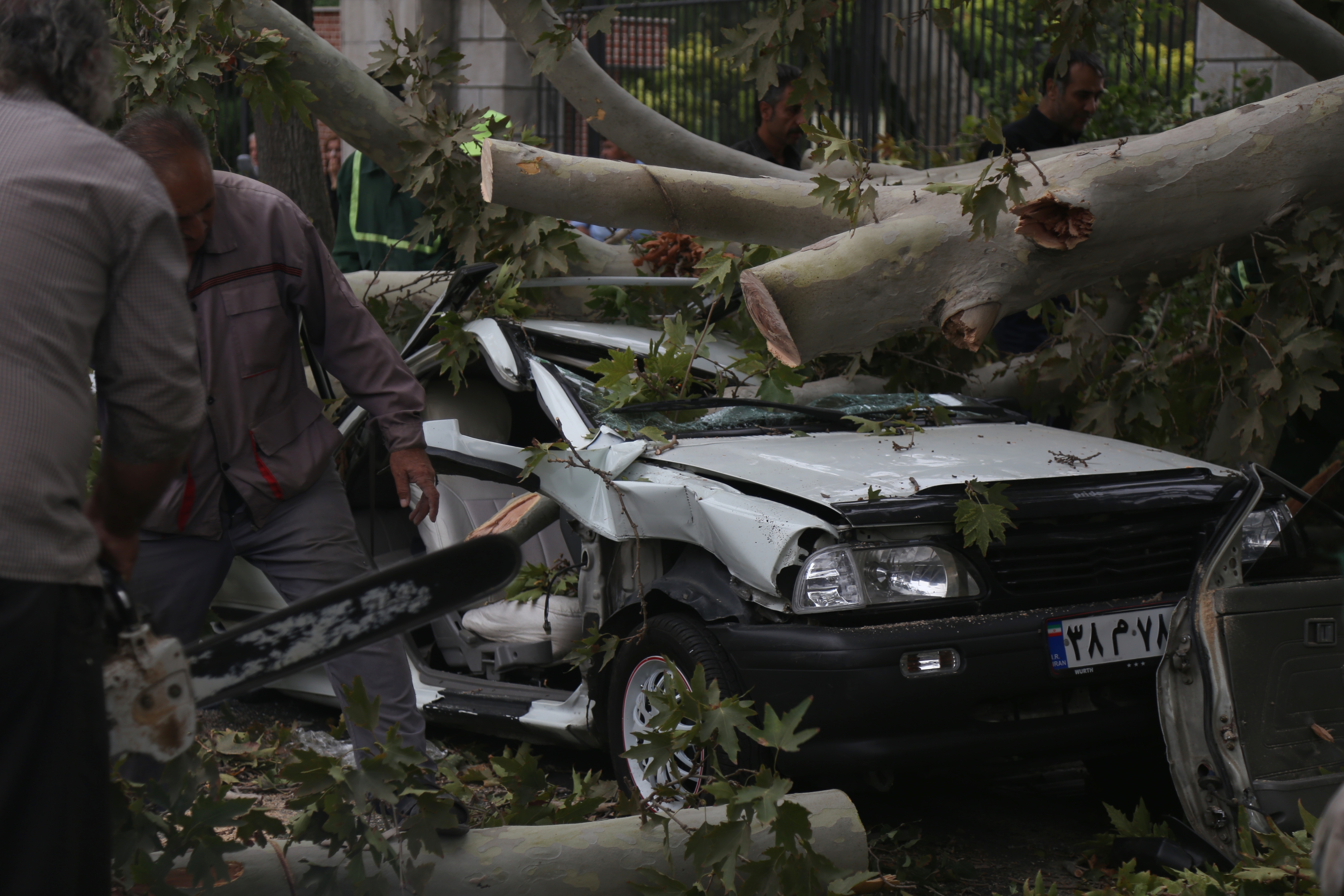 سقوط درخت در اثر طوفان امروز تهران +عکس