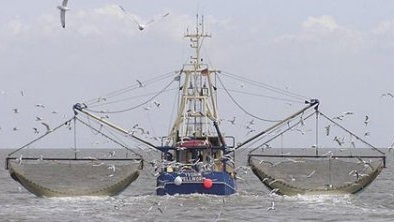 کشتیهای چینی مرجانهای دریای عمان را نابود کردهاند/ نیروهایی پایش به منطقه اعزام میکنیم کشتیهای چینی مرجانهای دریای عمان را نابود کردهاند/ نیروهایی پایش به منطقه اعزام میکنیم