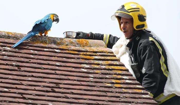 وقتی طوطی به آتش‌نشان ناسزا می‌گوید!