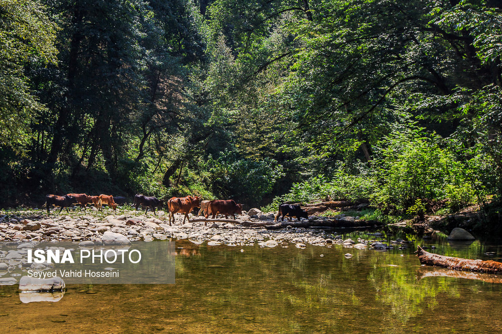 ایران زیباست؛‌ «پلنگ دره»