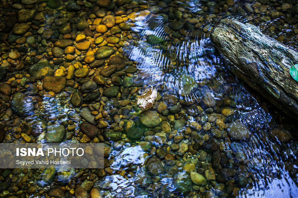ایران زیباست؛‌ «پلنگ دره»