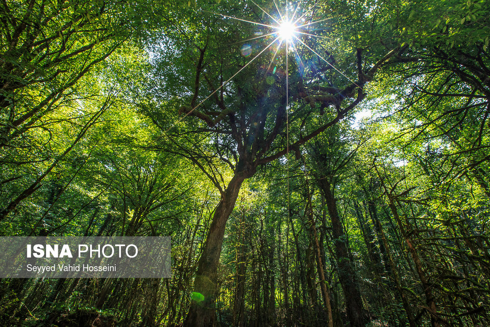 ایران زیباست؛‌ «پلنگ دره»