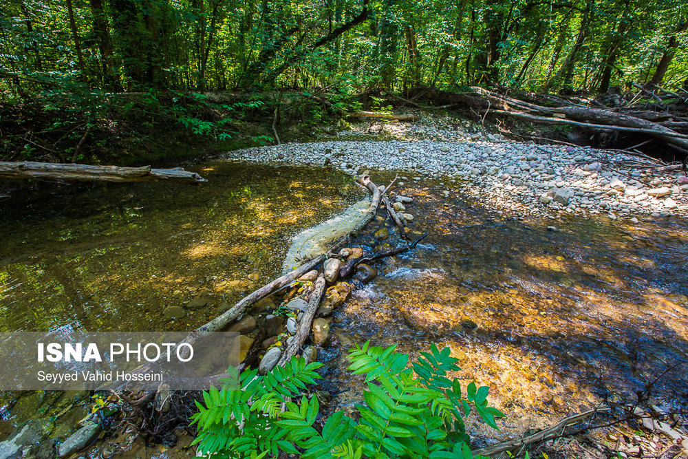 ایران زیباست؛‌ «پلنگ دره»