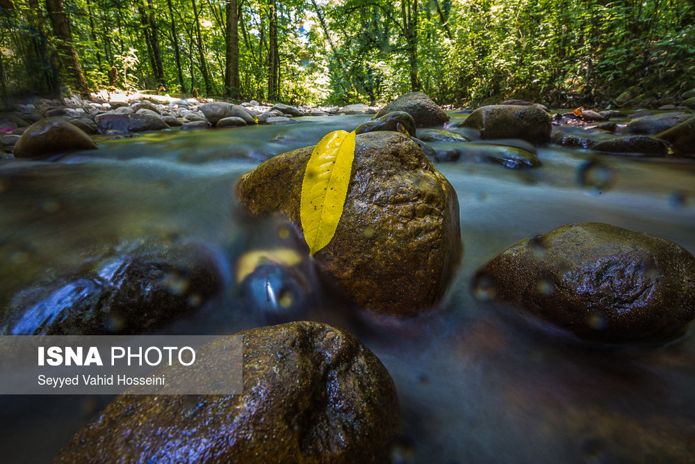 ایران زیباست؛‌ «پلنگ دره»