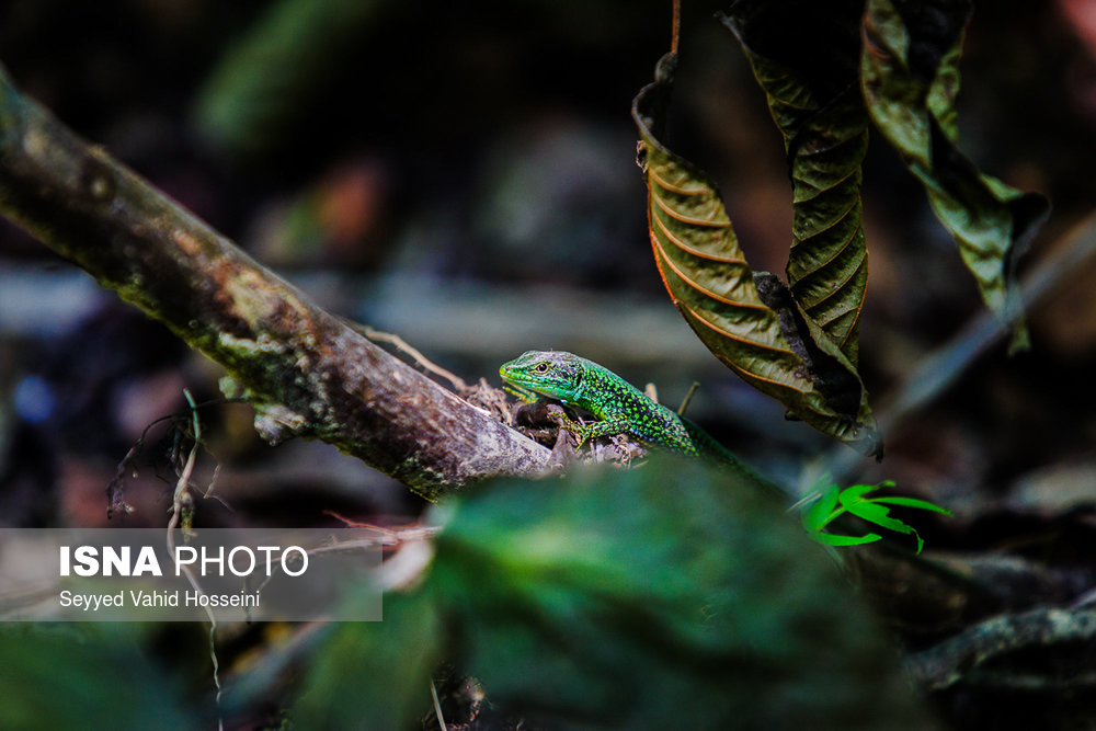 ایران زیباست؛‌ «پلنگ دره»