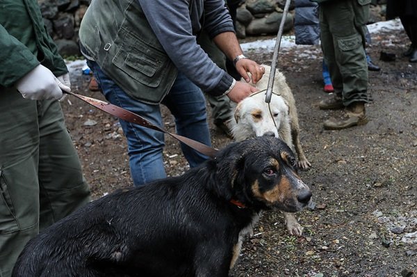 سگ‌های ولگرد سوهان روح گرگانی‌ها/۱۰ هزار گزش طی یک سال در گلستان