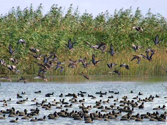 محیط زیست تالاب انزلی مورد تهدید متصرفین