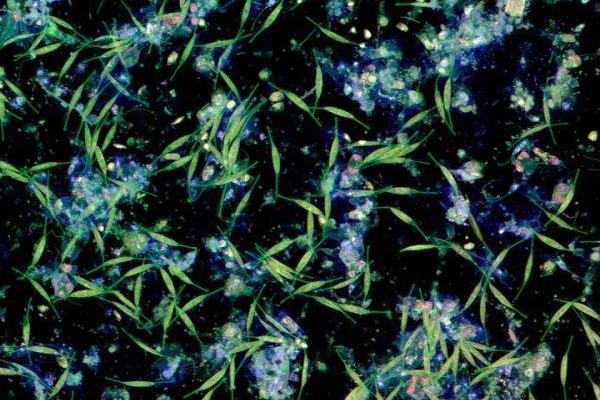 ته‌نشینی آلودگی در عمق اقیانوس