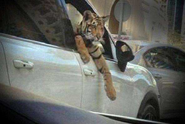 از پُزهای اجتماعی نوکیسه‌ها تا حضور حیوانات عظیم‌الجثه در دور دورهای شبانه در شمال تهران