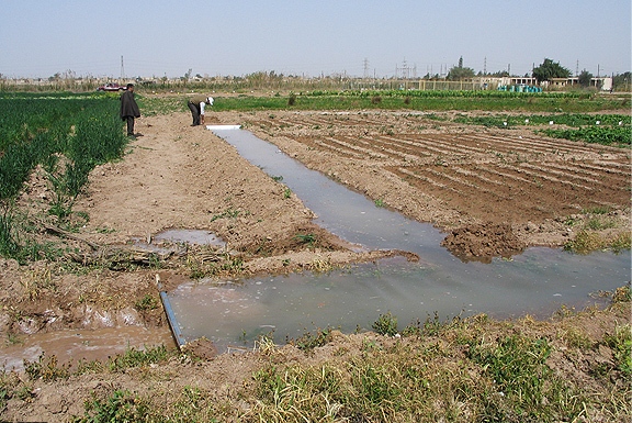 توصیههای هواشناسی کشاورزی با توجه با کاهش دما توصیههای هواشناسی کشاورزی با توجه با کاهش دما