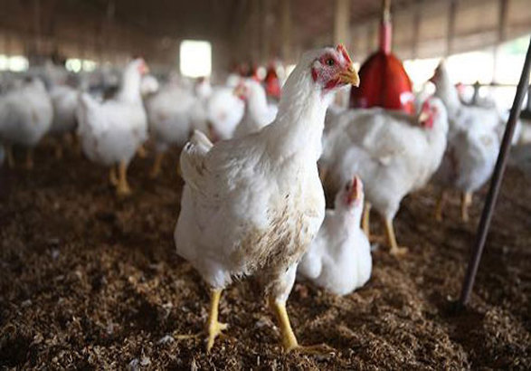 طرح پیشنهاد قیمت هر کیلو مرغ بین ۶۵۰۰ تا ۶۷۰۰ تومان به تنظیم بازار