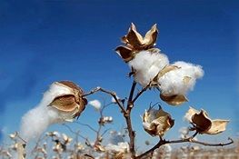 تولید ۵۵هزارتن پنبه تصفیه شده در کشور/ نیاز واردات پنبه امسال ۶۰هزارتن است