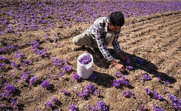 آغاز برداشت زعفران در کشور/ هر کیلوگرم زعفران نوبرانه ۸ تا ۱۲ میلیون تومان