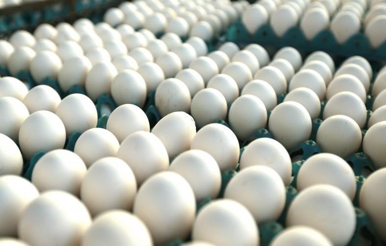 گران شدن ۳ برابری قیمت تخم مرغ از مرغداری تا مغازه/ مقصر گرانی تخم مرغ چه کسی است؟