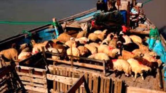 افزایش چشمگیر قاچاق دام از مرزهای خشکی و آبی کشور