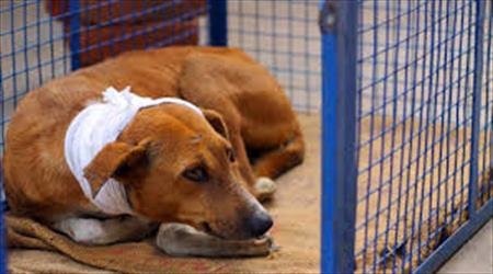 حیوان آزاری را به محیط زیست گزارش دهید