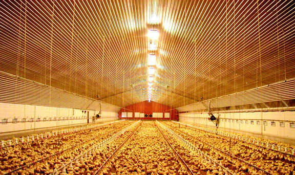 آینده صنعت مرغ گوشتی کشور بعد از ۱۳آبان؟/ مشکل صنعت سیاست‌های غلط داخلی و بی‌تدبیری است