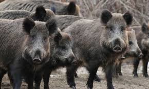 کشتار دسته جمعی گراز‌ها با سیم برق لخت