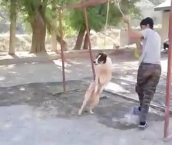 حلق آویز کردن یک قلاده سگ در کوچصفهان رشت/ ۷۴ ضربه شلاق حکم سگ آزار