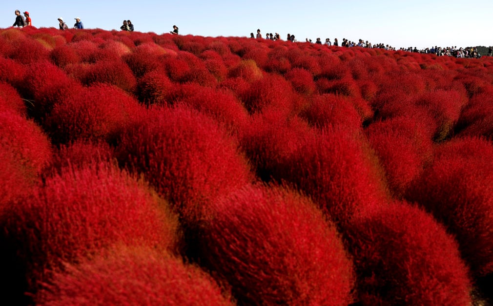 عکسهای روز از گاردین