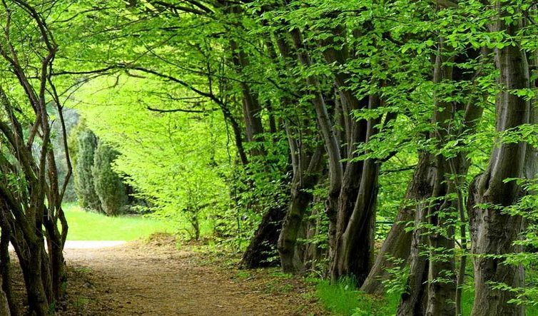 جنگل‌های هیرکانی در انتظار ثبت میراث جهانی یونسکو