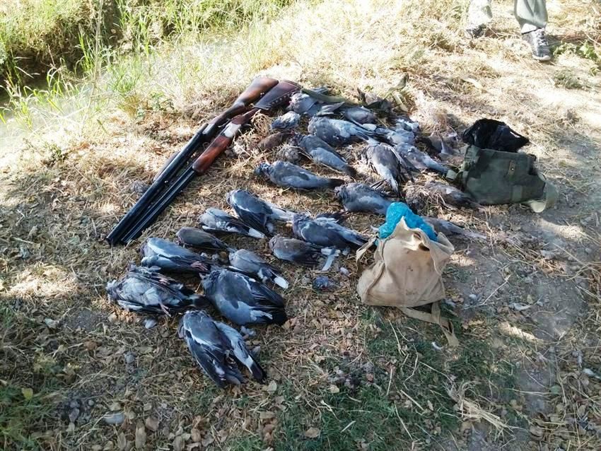 صدور مجوز شکار ۲۰۰ هزار پرنده در استان تهران