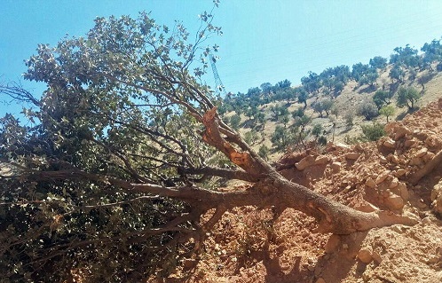 تبر بر جان بلوطستان