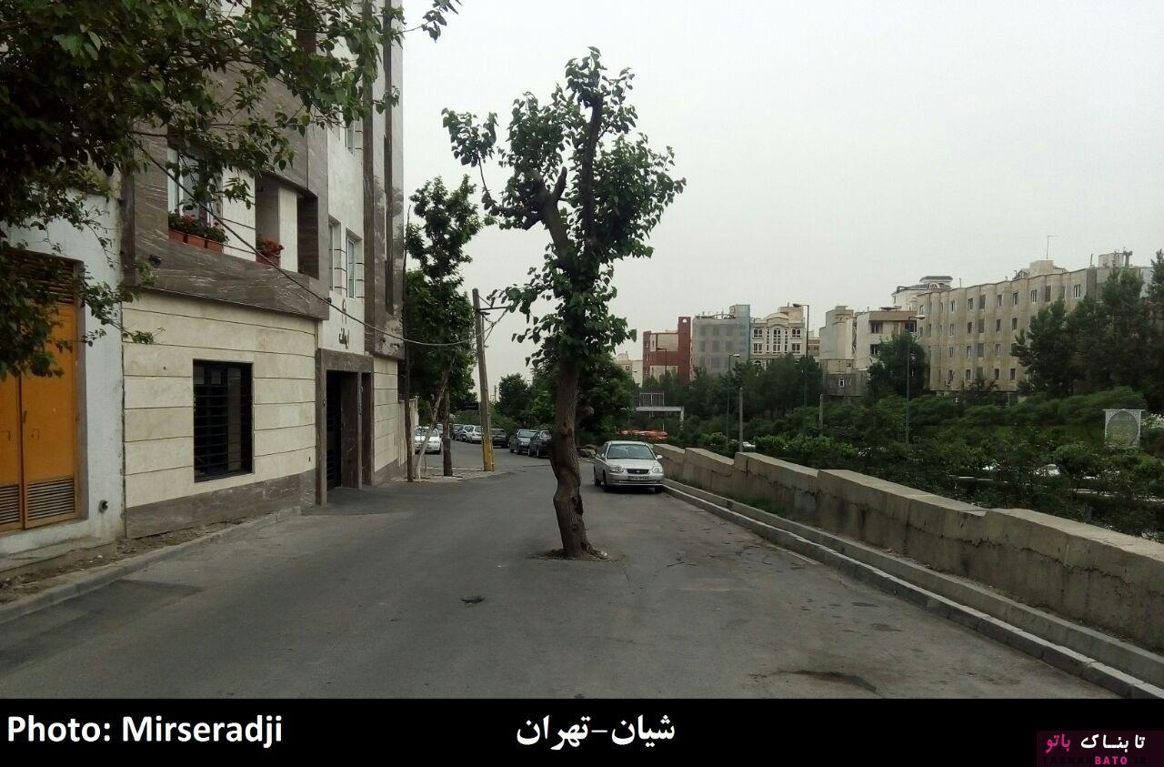 حضور عجیب درختان در معماری شهر و روستاهای ایران +تصاویر حضور عجیب درختان در معماری شهر و روستاهای ایران +تصاویر