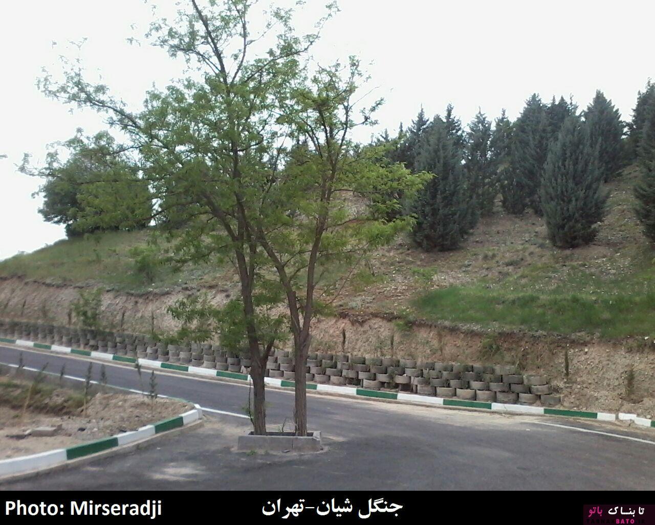 حضور عجیب درختان در معماری شهر و روستاهای ایران +تصاویر حضور عجیب درختان در معماری شهر و روستاهای ایران +تصاویر