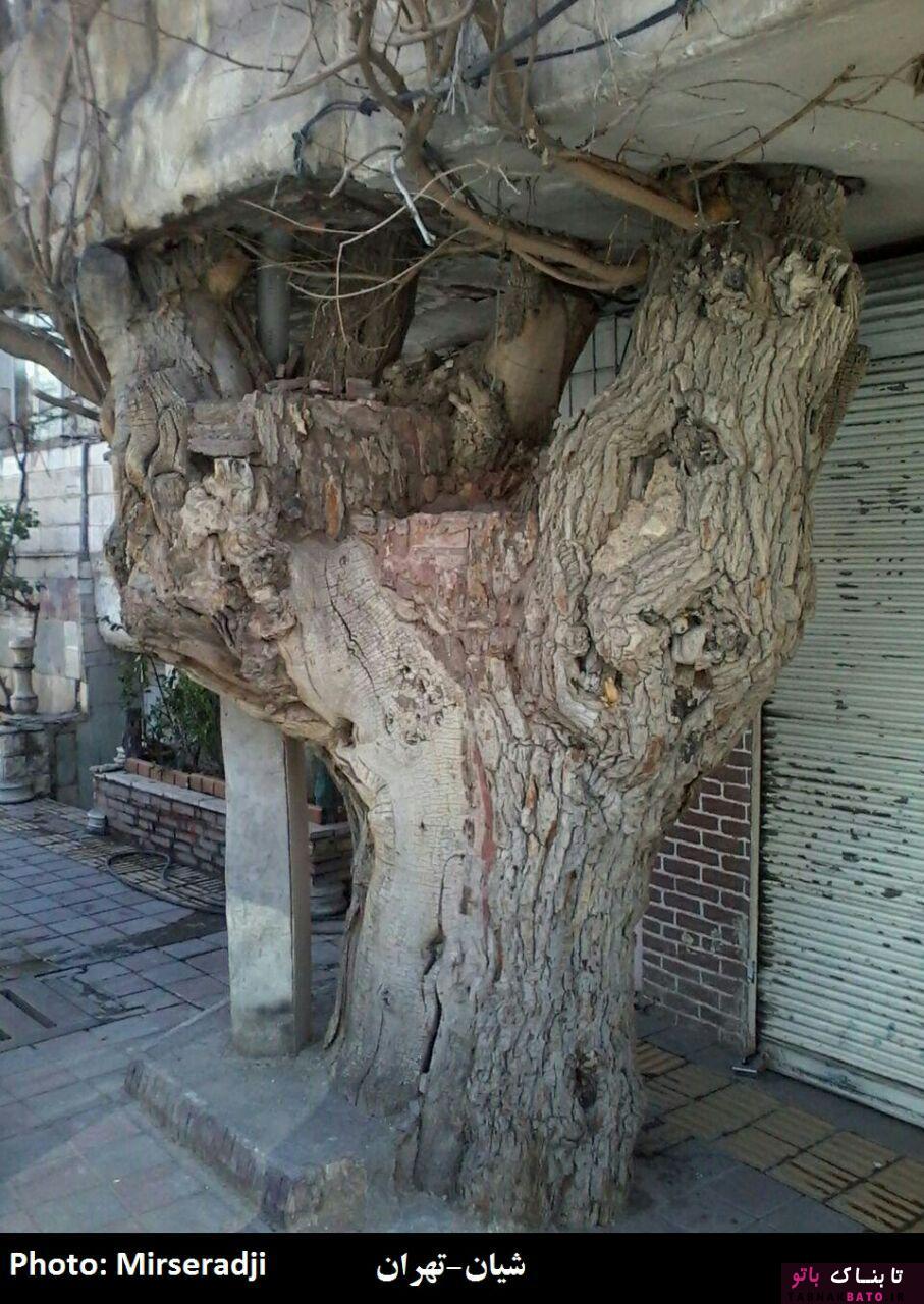 حضور عجیب درختان در معماری شهر و روستاهای ایران +تصاویر