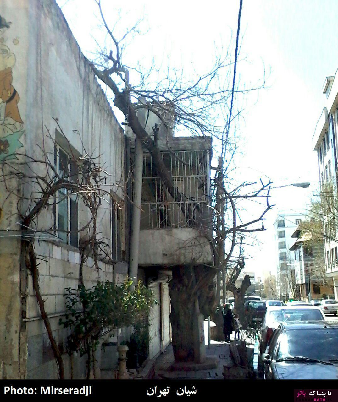 حضور عجیب درختان در معماری شهر و روستاهای ایران +تصاویر حضور عجیب درختان در معماری شهر و روستاهای ایران +تصاویر