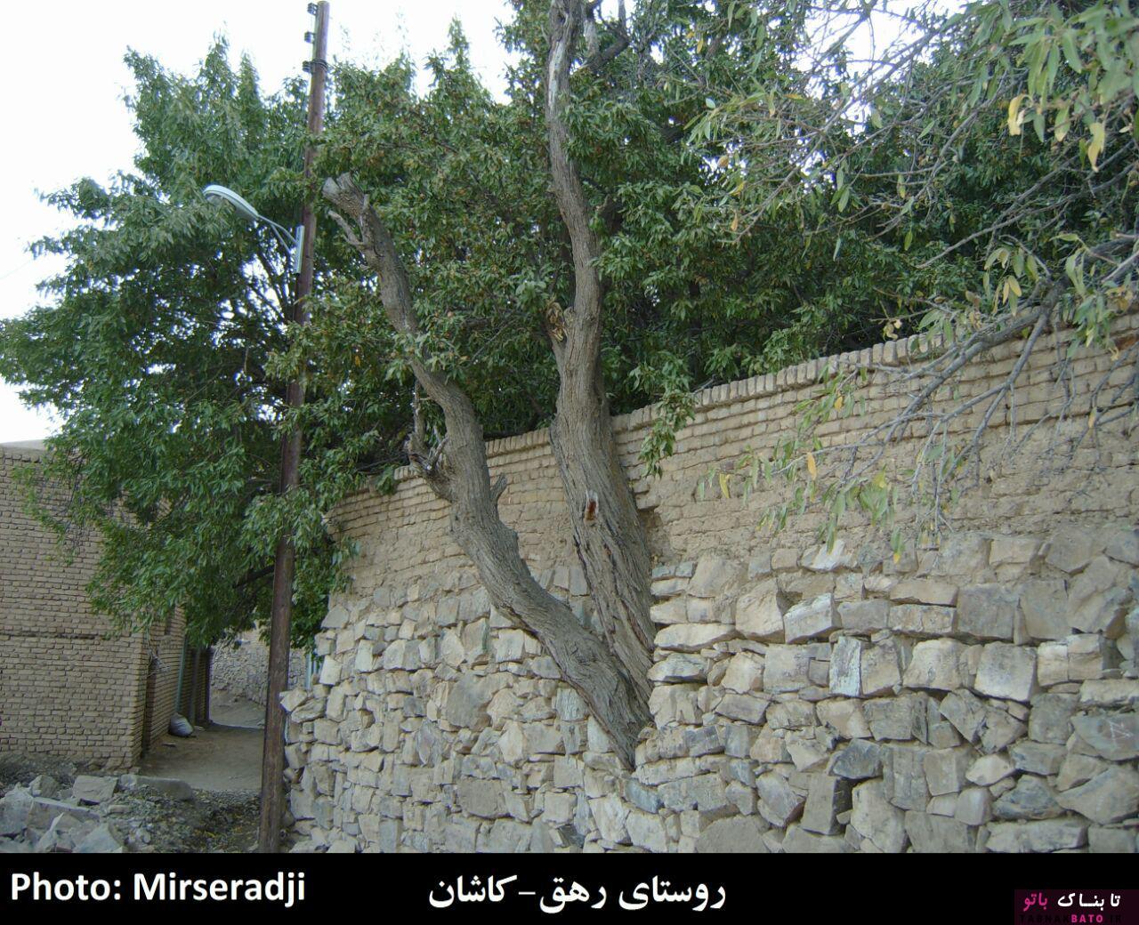 حضور عجیب درختان در معماری شهر و روستاهای ایران +تصاویر حضور عجیب درختان در معماری شهر و روستاهای ایران +تصاویر