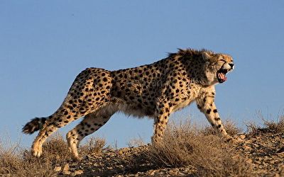 شکار دیدنی خرگوش توسط یوزپلنگ ایرانی در جاجرم +فیلم