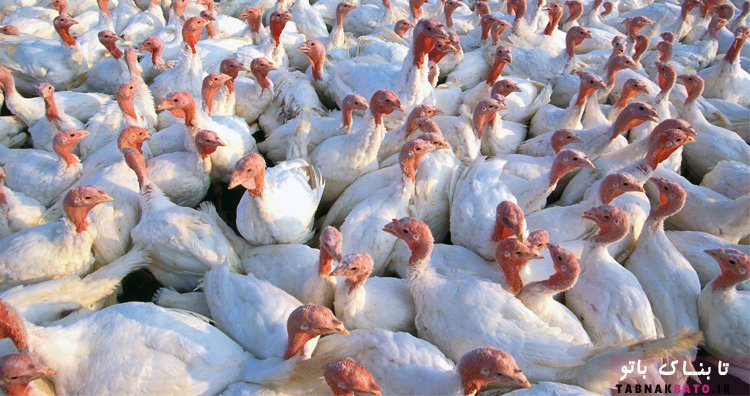 چیز‌هایی که فکر می‌کنید طبیعی اند؛ اما ساخته دست بشرند!