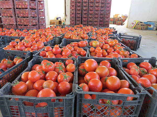 صادرات گوجه فرنگی مجدد آزاد شد