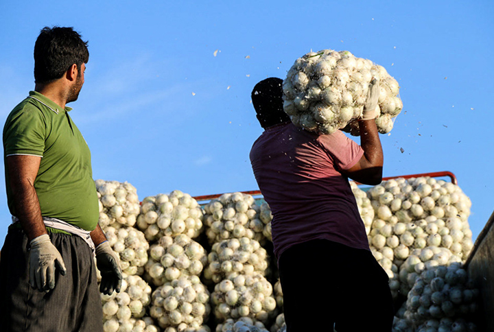 هرکیلو پیاز یک دلار