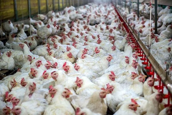 تلف شدن یک میلیون و ۲۰۰ هزار قطعه مرغ گوشتی در ۳ استان سیل زده