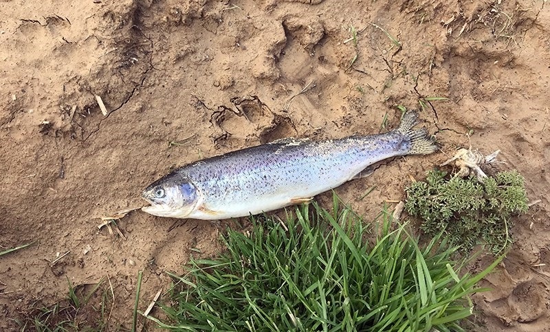 سیل ۷ هزار تن، ماهی را با خود برد