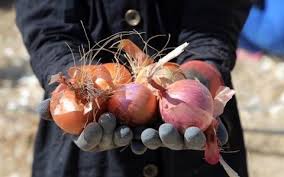 افزایش قیمت پیاز ادامه دارد؛ یک قدم مانده تا موز!