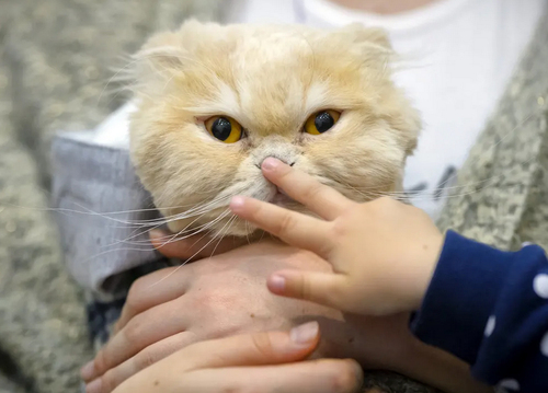 نمایشگاه حیوانات خانگی در شهر بخارست رومانی