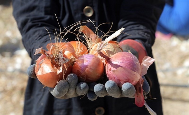 التماس پاکستان برای صادرات پیاز 1500تومانی به ایران!