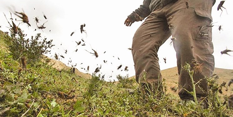 آماده باش شهرستانهای جنوبی فارس برای مقابله با ملخ آماده باش شهرستانهای جنوبی فارس برای مقابله با ملخ