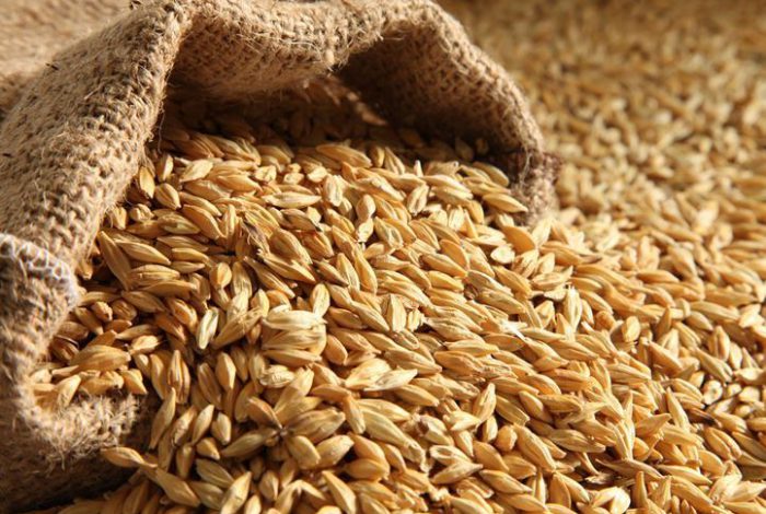 قیمت جو پس از سیل افزایش می&zwnj;یابد؟ مقام دولتی: خیر؛ دامدار: بله