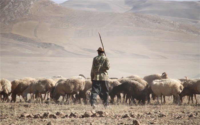 چوپان هفت تیرکش