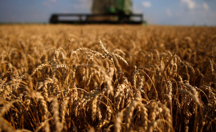 واردات گندم واردات گندم