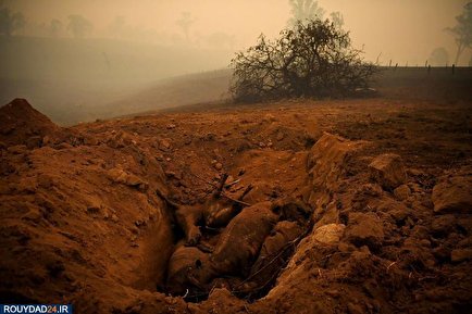 زمین‌های سوخته سرزمین کانگورو
